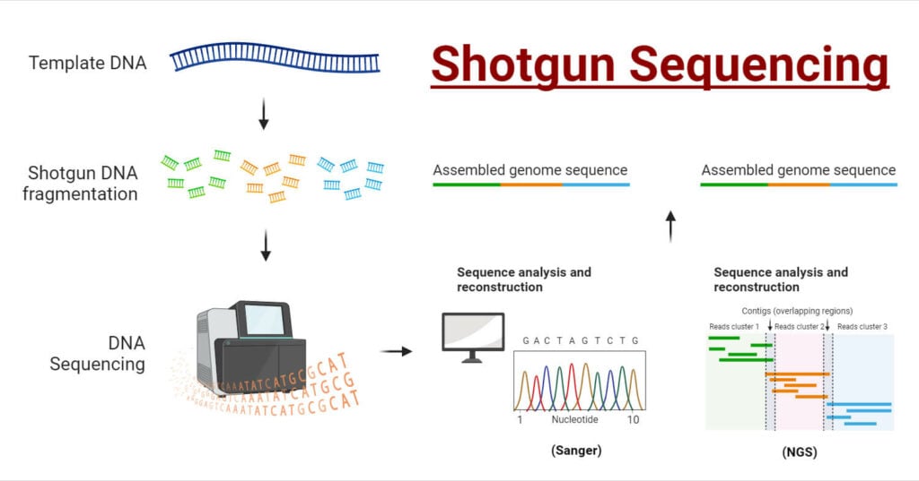 Shotgun Sequencing: Principle, Types, Process, Uses, Diagram