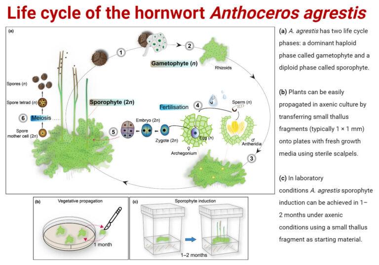 Anthoceros: Structure, Reproduction, Life Cycle, Diagram, Uses
