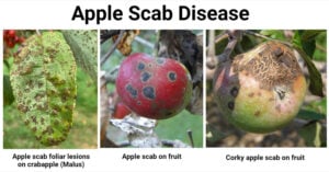 Apple Scab Disease