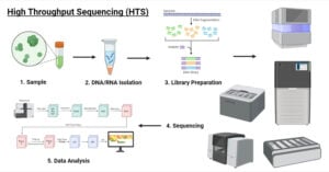 High Throughput Sequencing (HTS)