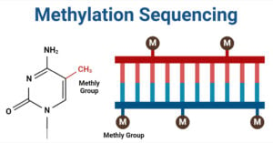 Methylation Sequencing