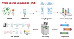 Whole Exome Sequencing