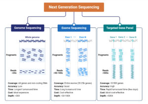 Whole Exome Sequencing (WES): Principle, Steps, Uses, Diagram