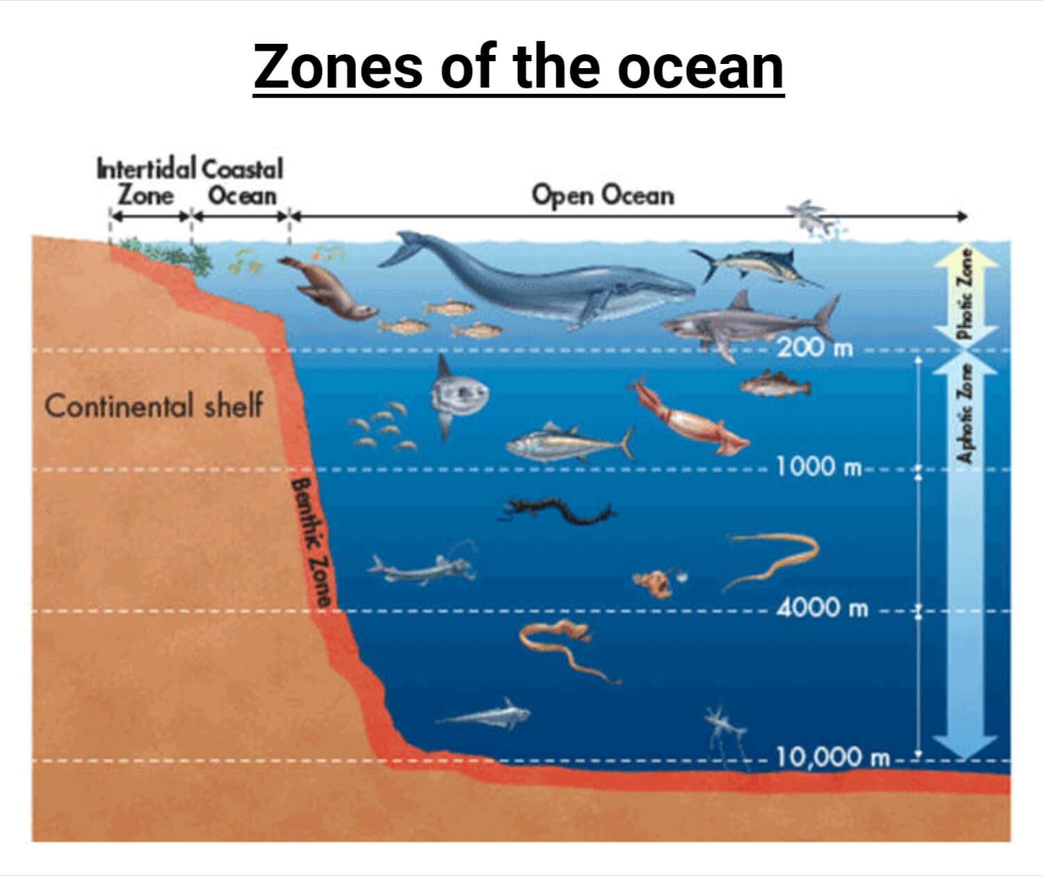Ocean Marine Habitats Definition Types Examples Ocean Marine Habitats Definition Types Examples