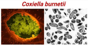 Coxiella burnetii