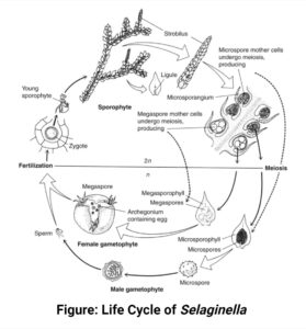 Selaginella (Spikemoss): Morphology, Reproduction, Uses