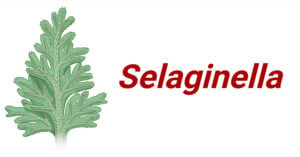 Selaginella (Spikemoss)