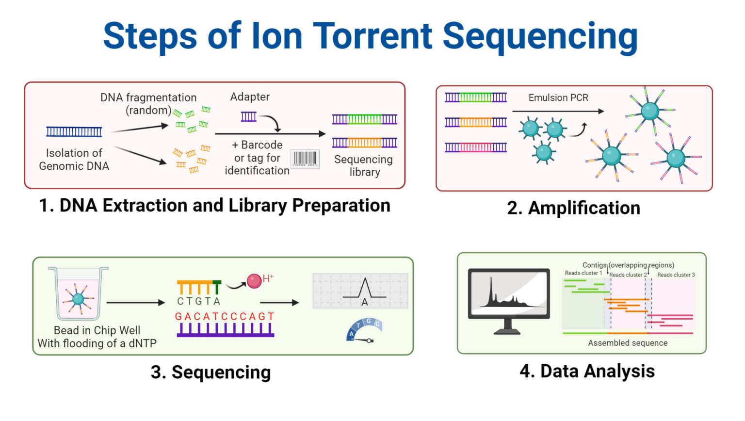 Ion Torrent Sequencing: Principle, Steps, Method, Uses, Diagram - Ion Semiconductor Sequencing Patent Application Us