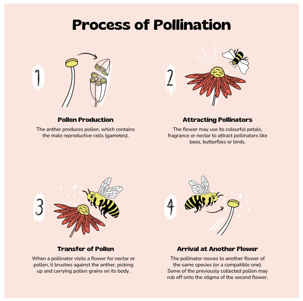 Pollination Types Agents Process And Importance