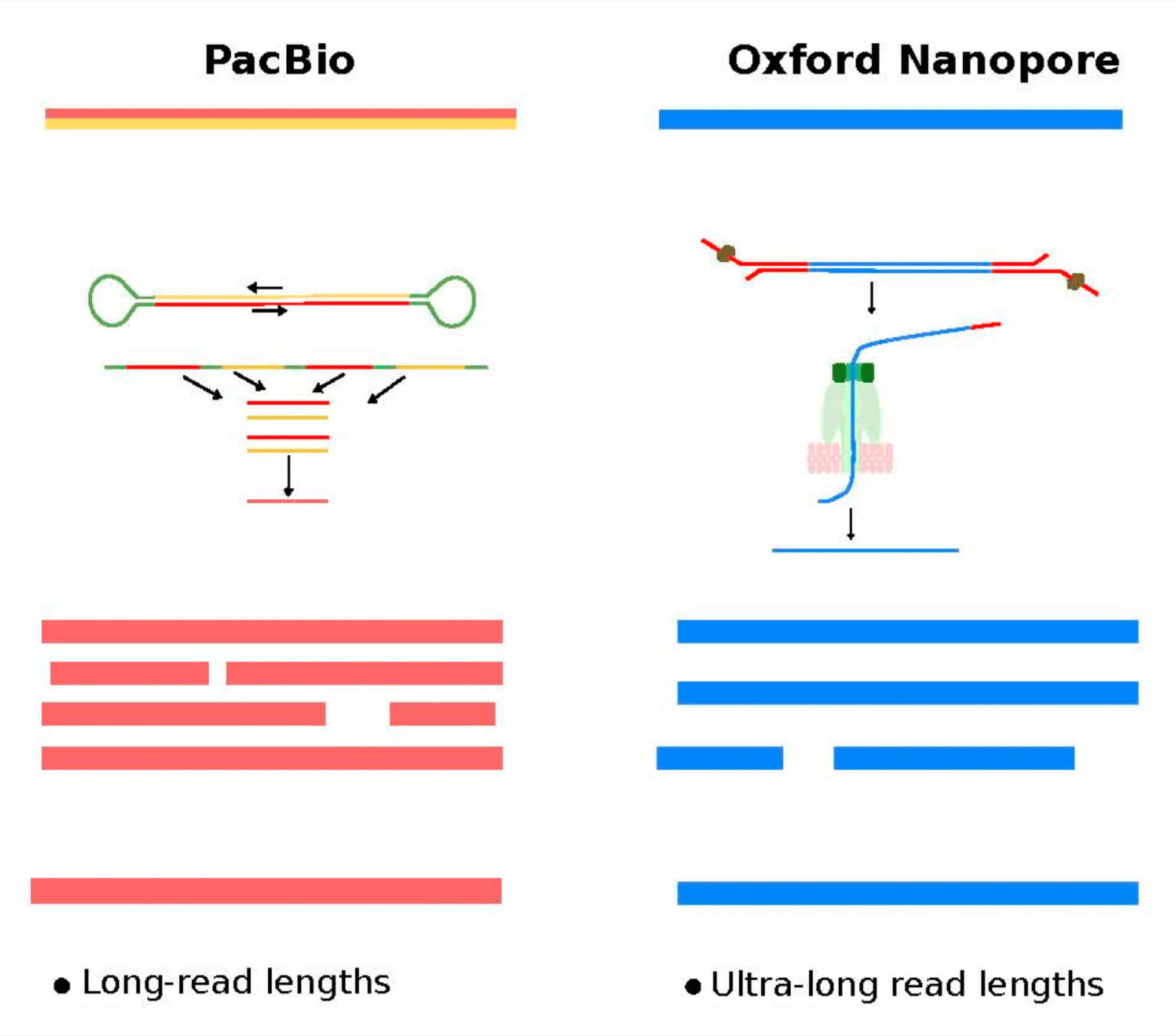 Long-Read Sequencing: Principle, Types, Process, Uses