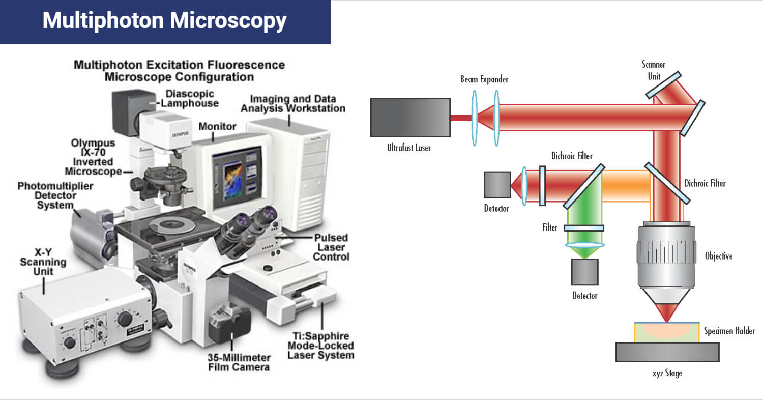 Multiphoton Microscopy