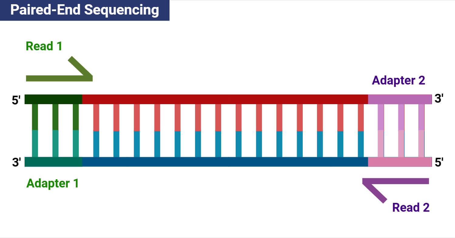 Paired-End Sequencing