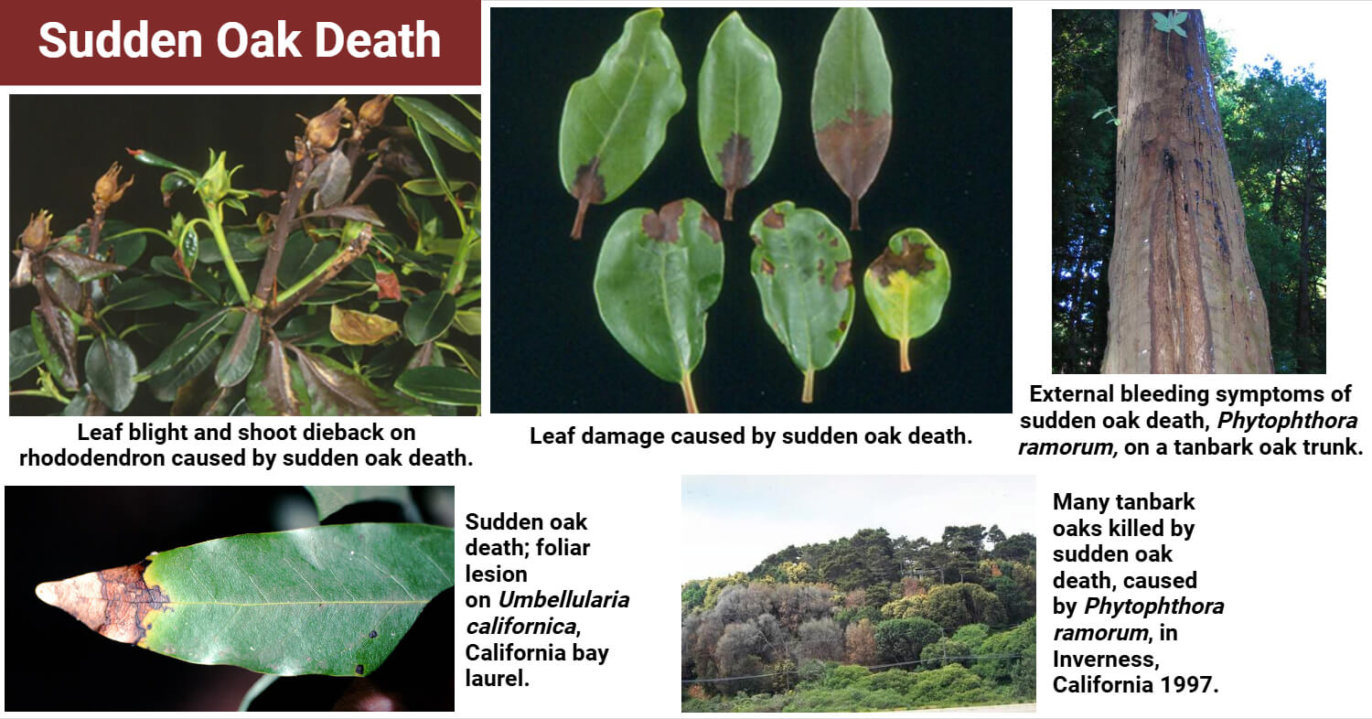 Sudden Oak Death