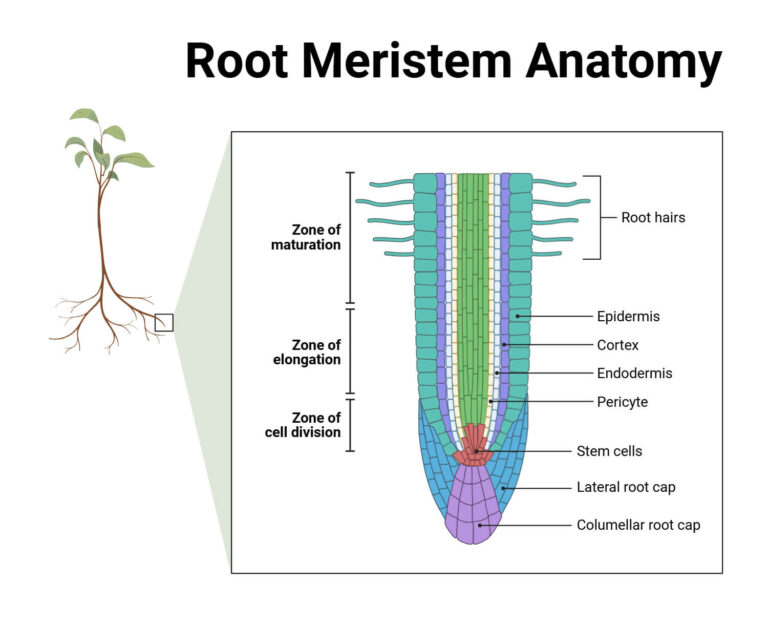 Plant Roots: Structure, Types & Essential Functions