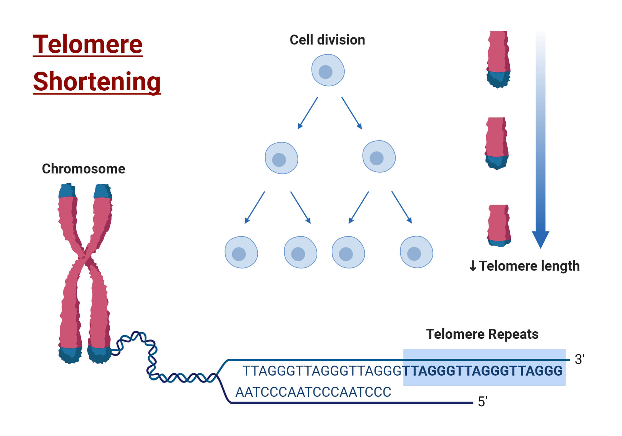 Telomere Shortening