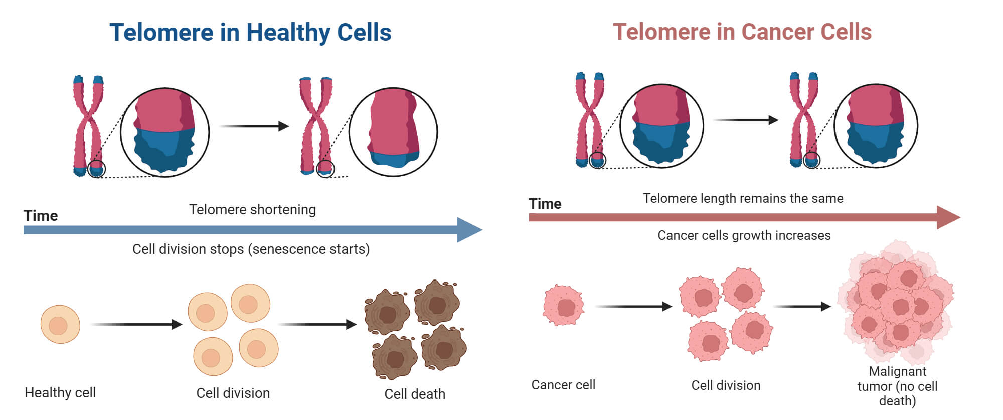 Telomere in Healthy and Cancer Cells