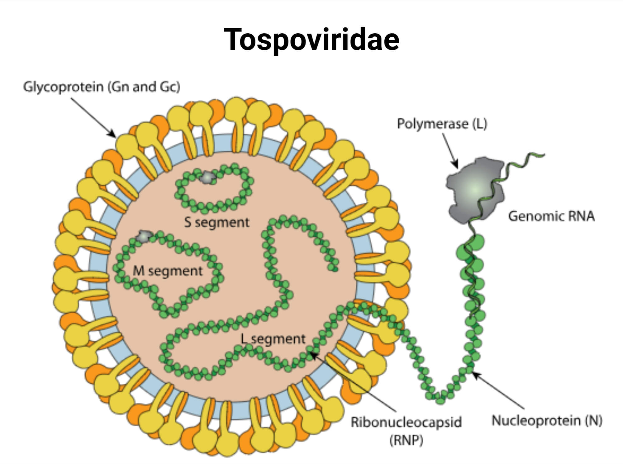 Tospoviridae