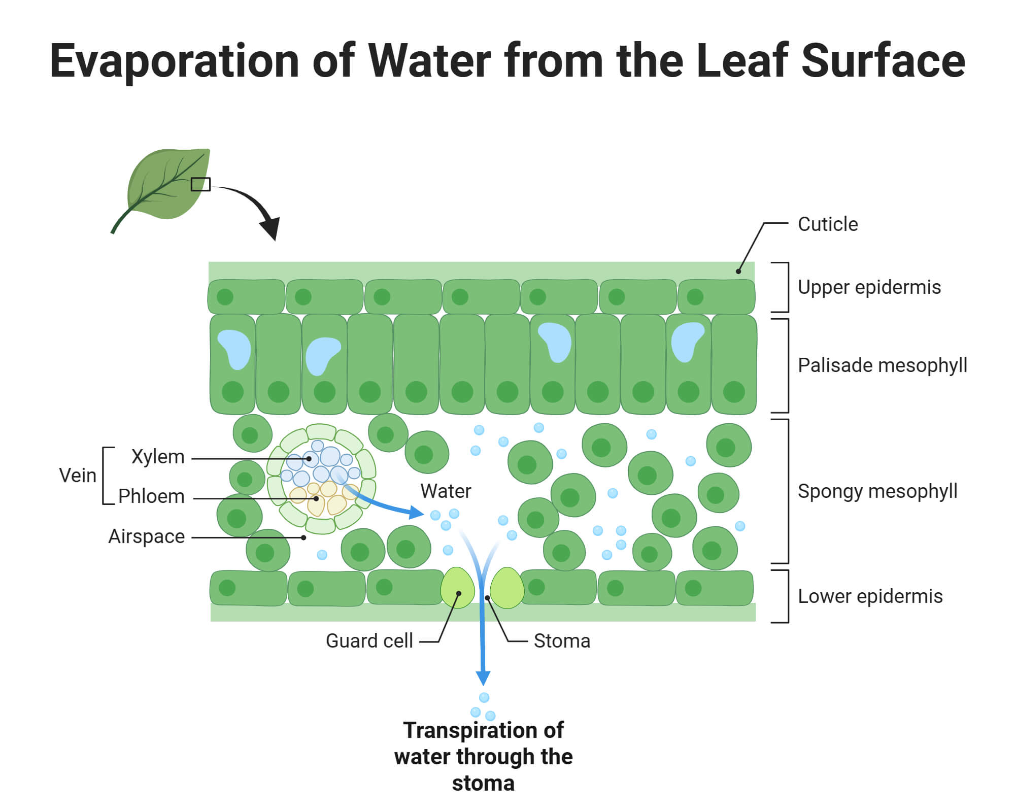 Evaporation of Water from the Leaf Surface