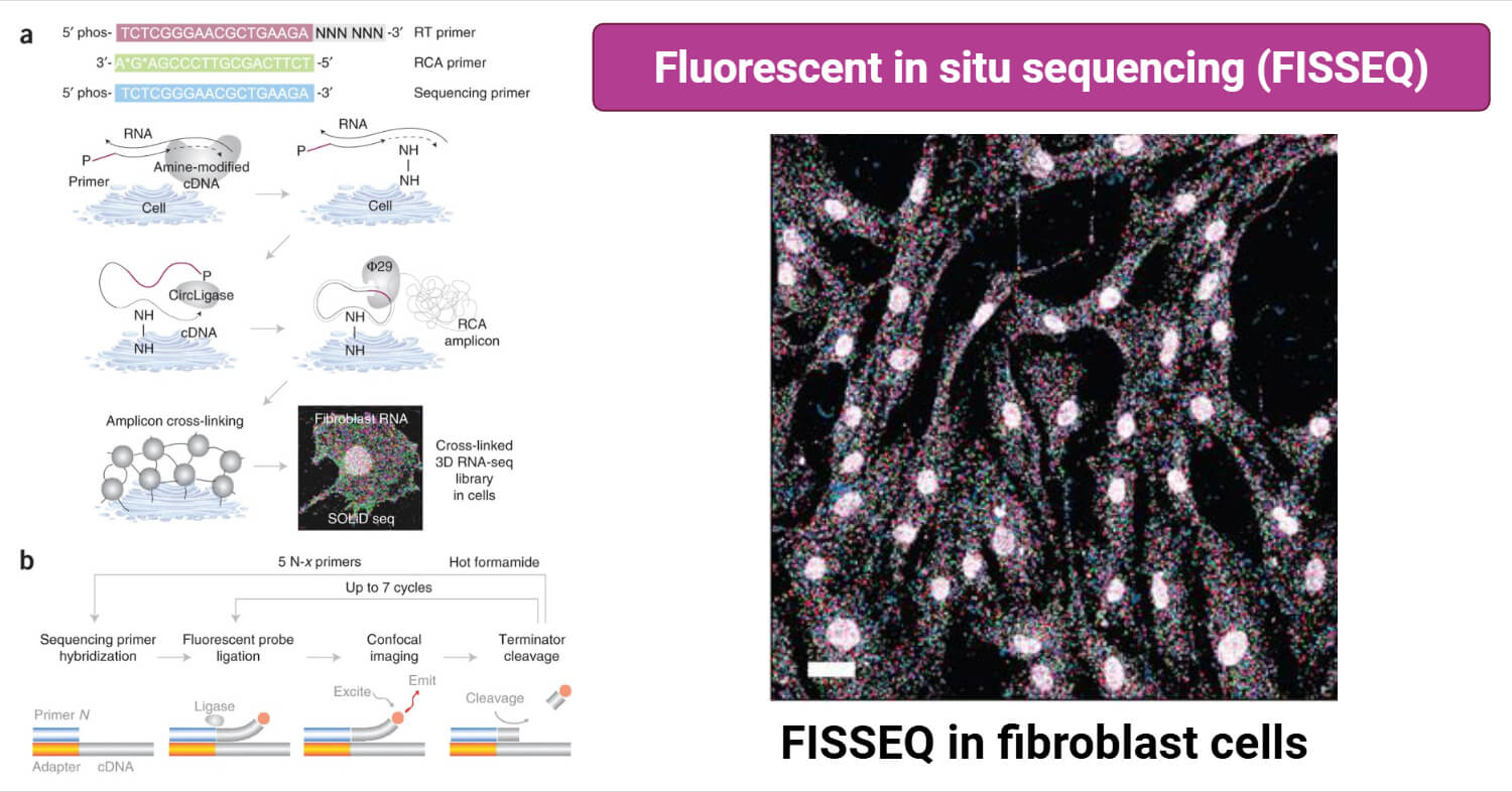 Fluorescent in situ sequencing (FISSEQ)