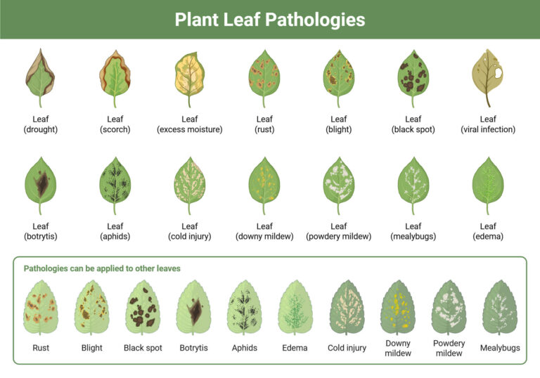 Plant Leaf Features, Structure, Parts, Functions, Facts