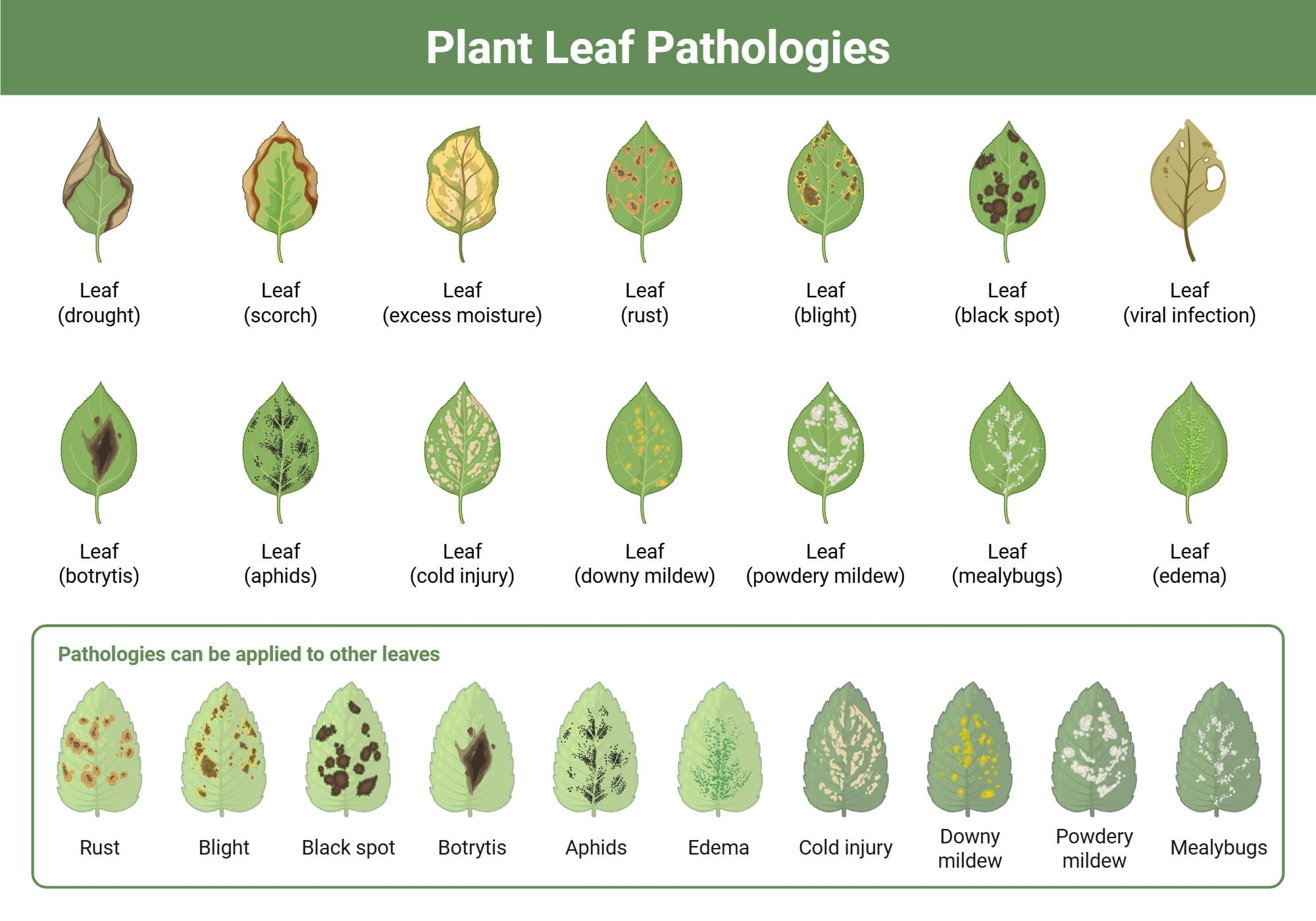 Plant Leaf Pathologies