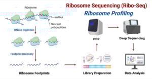 Ribosome Sequencing (Ribosome Profiling)