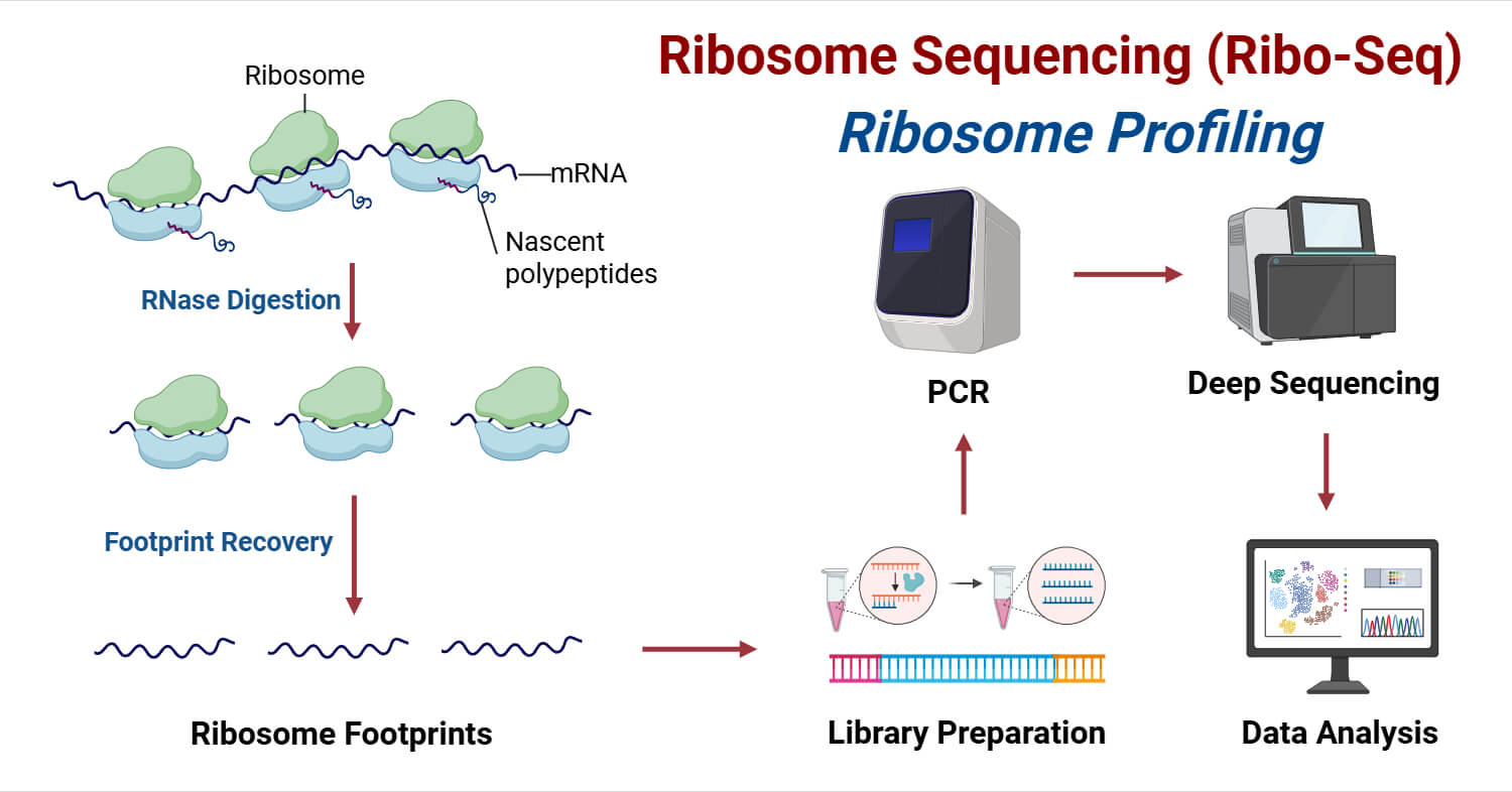 Ribosome Sequencing (Ribosome Profiling)