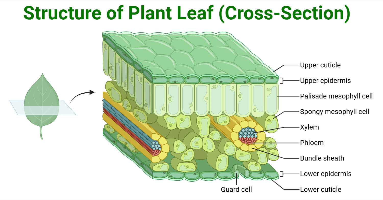 Structure of Plant Leaf (Cross-Section)