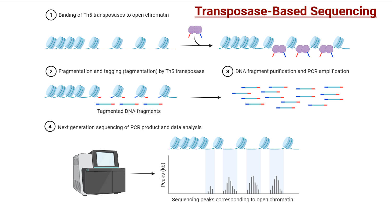 Transposase-Based Sequencing