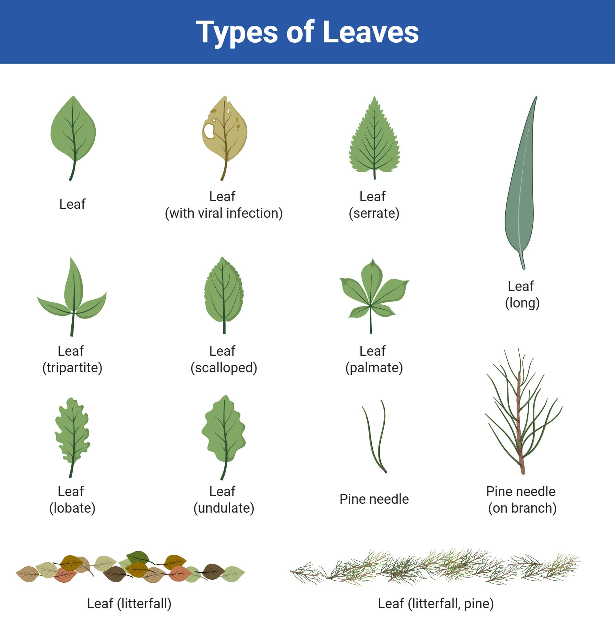 Types of Leaves