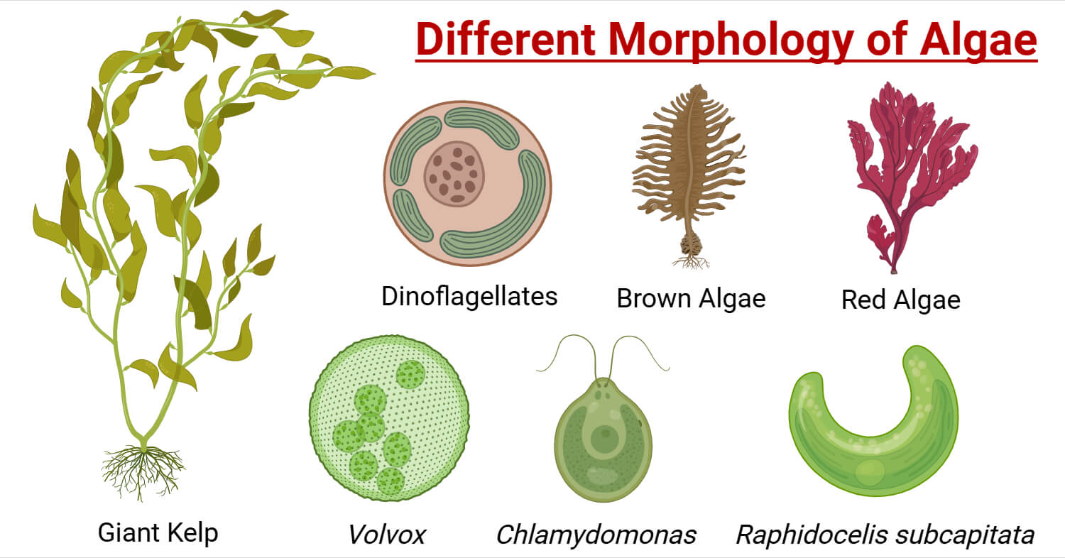 Algal morphology