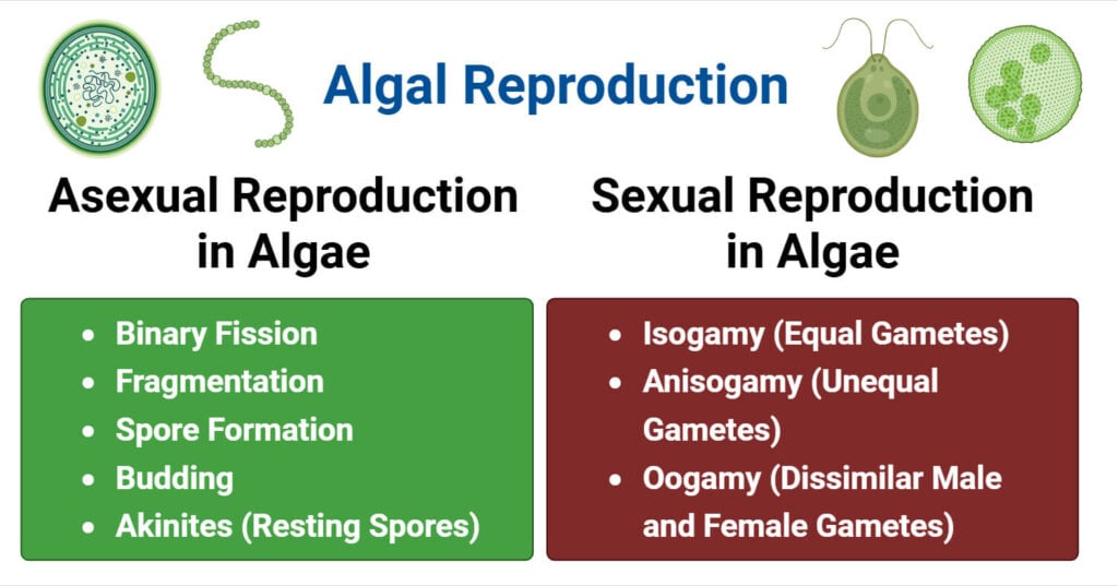 Algal Reproduction