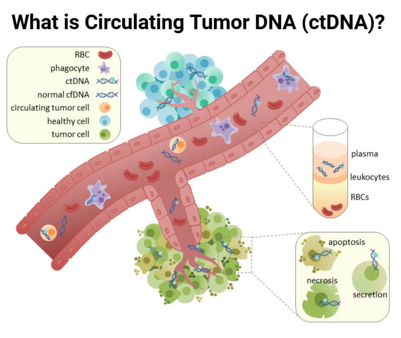 Circulating Tumor DNA (ctDNA)
