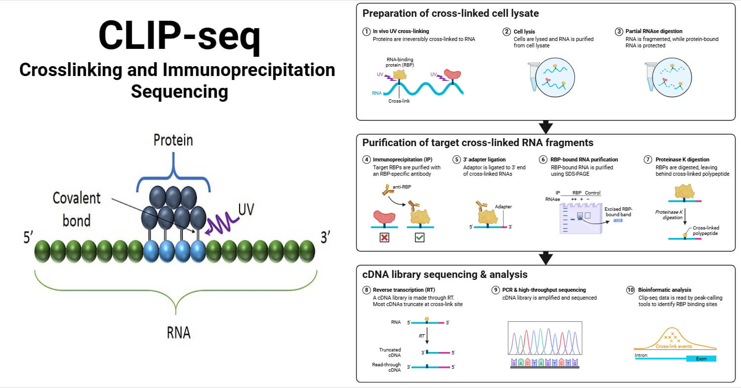 Crosslinking and Immunoprecipitation Sequencing (CLIP-seq)