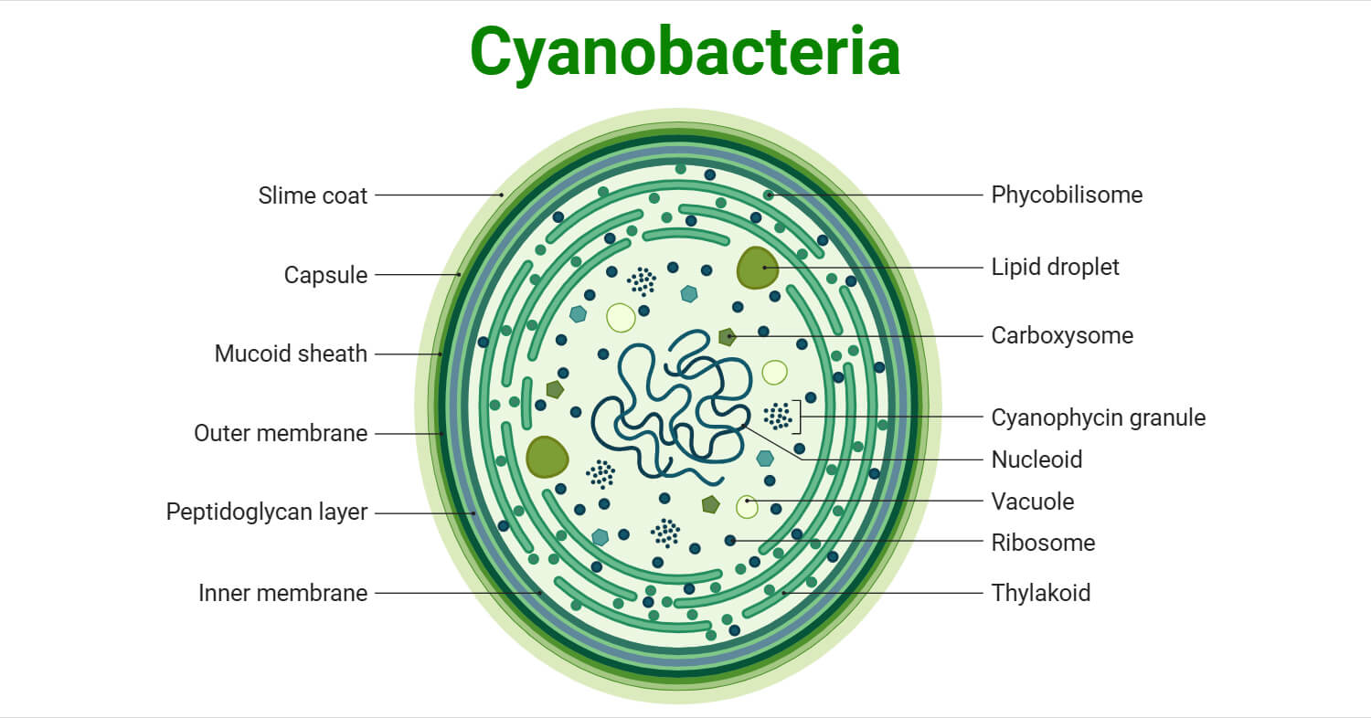 Cyanobacteria