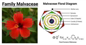 Family Malvaceae