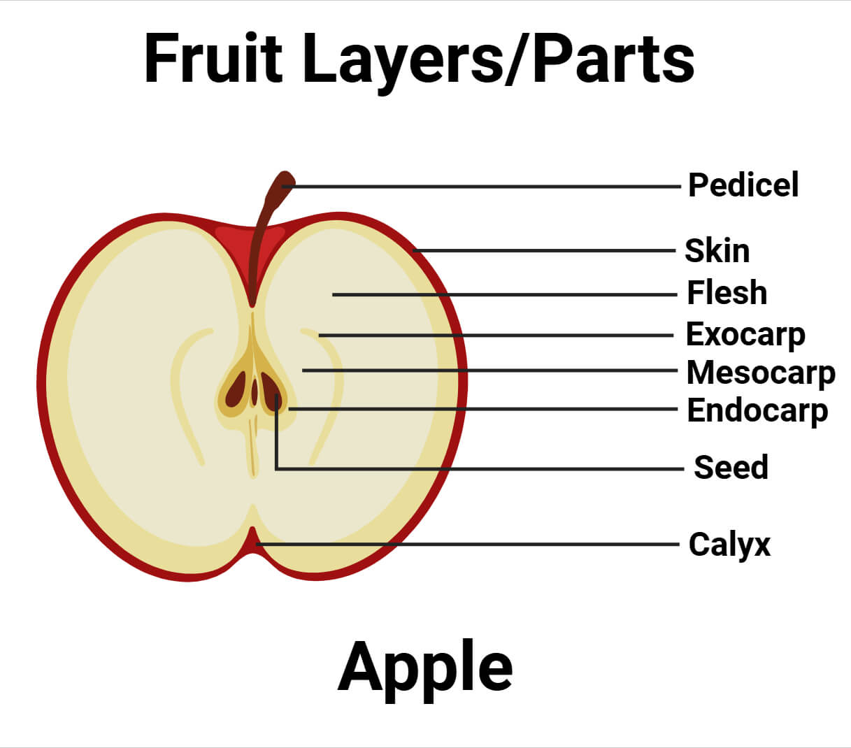 Fruit Parts
