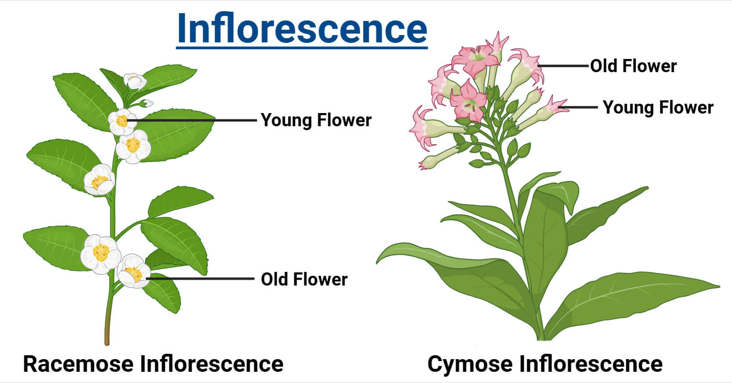 Inflorescence