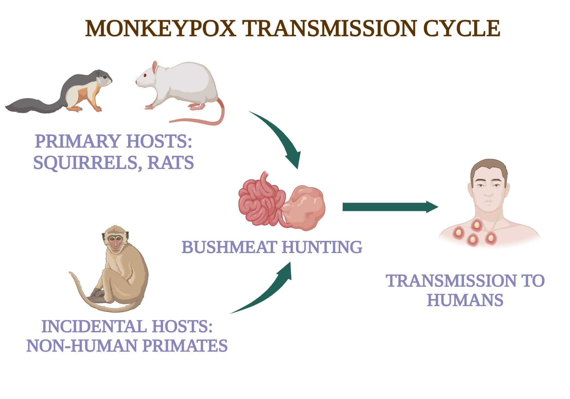 Monkeypox Transmission