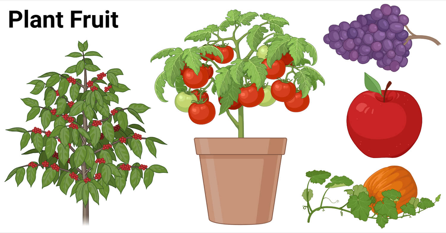 Plant Fruit Plant Fruit