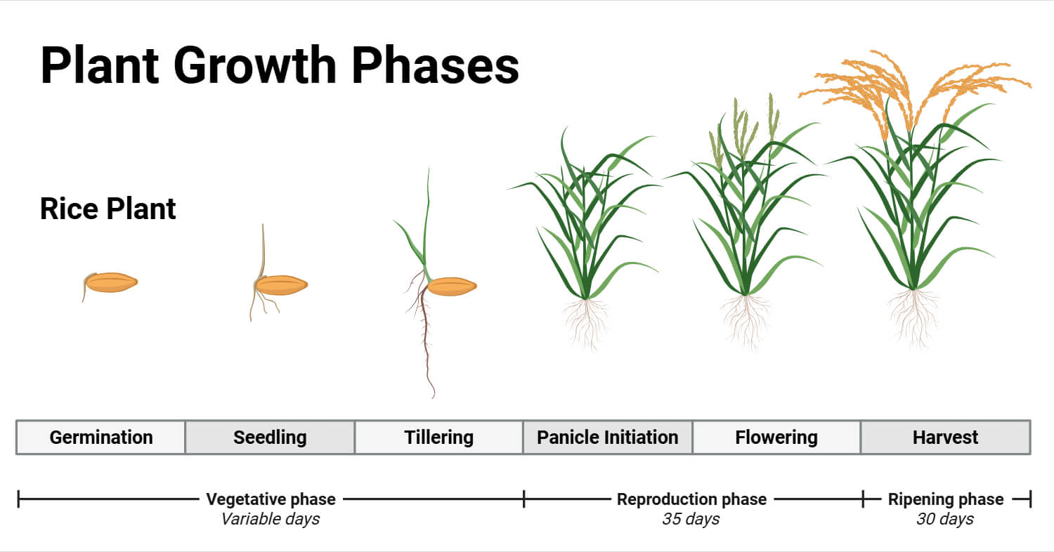 Plant Growth Stages
