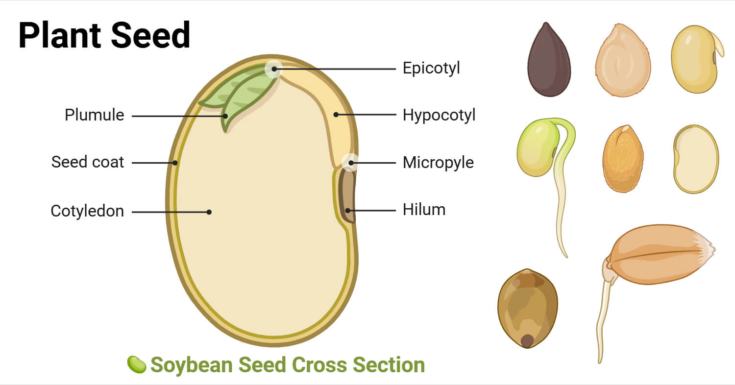 Plant Seed