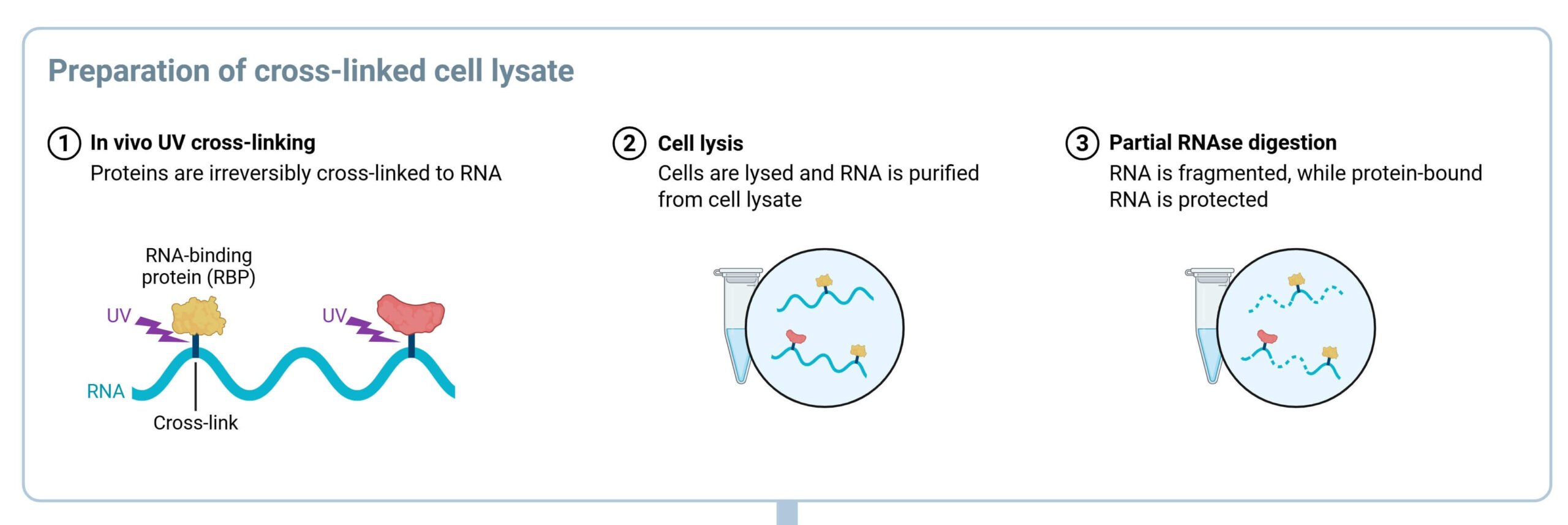 Preparation of cross-linked cell lysate