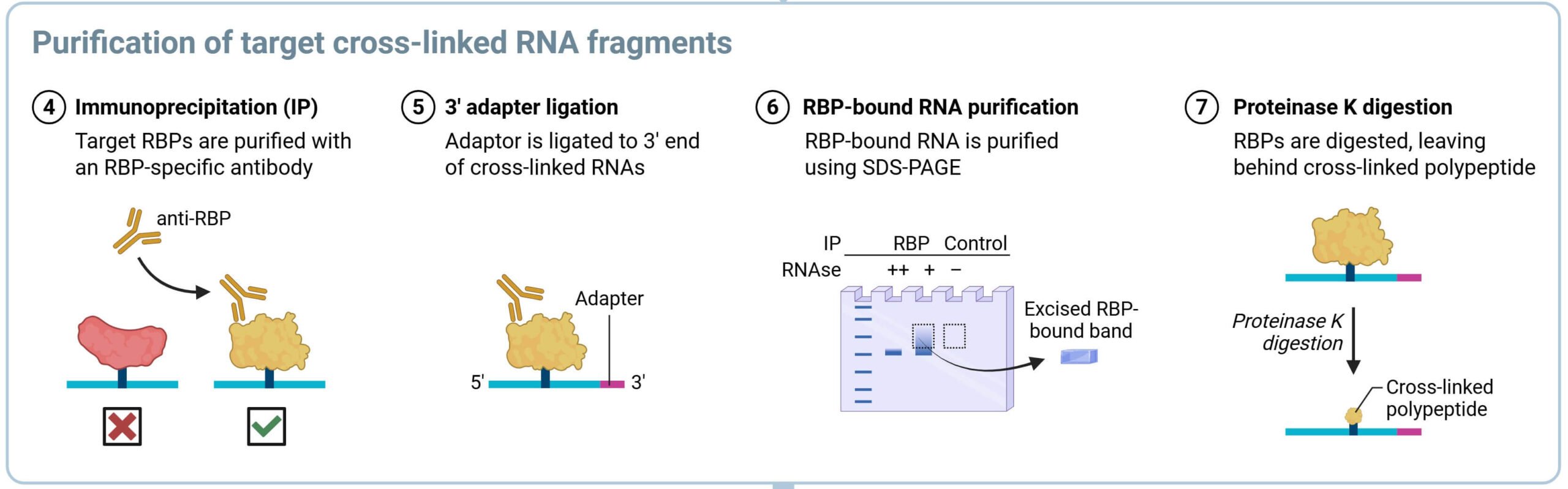 Purification of target cross-linked RNA fragments