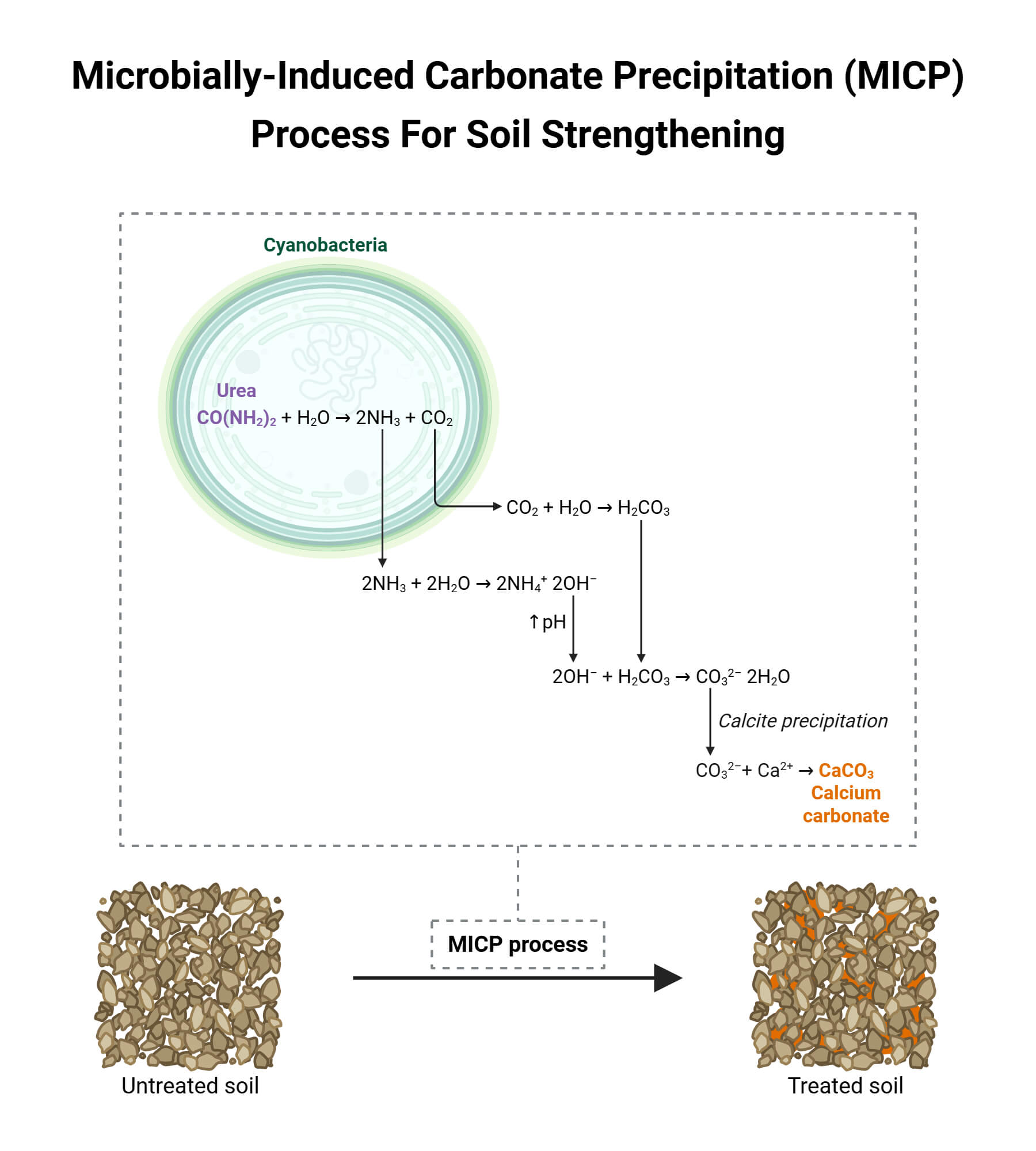 Role of Cyanobacteria in Soil Strengthening