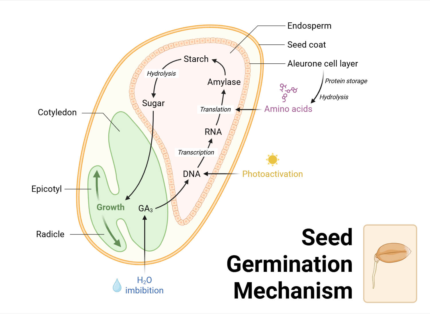Seed Germination Mechanism