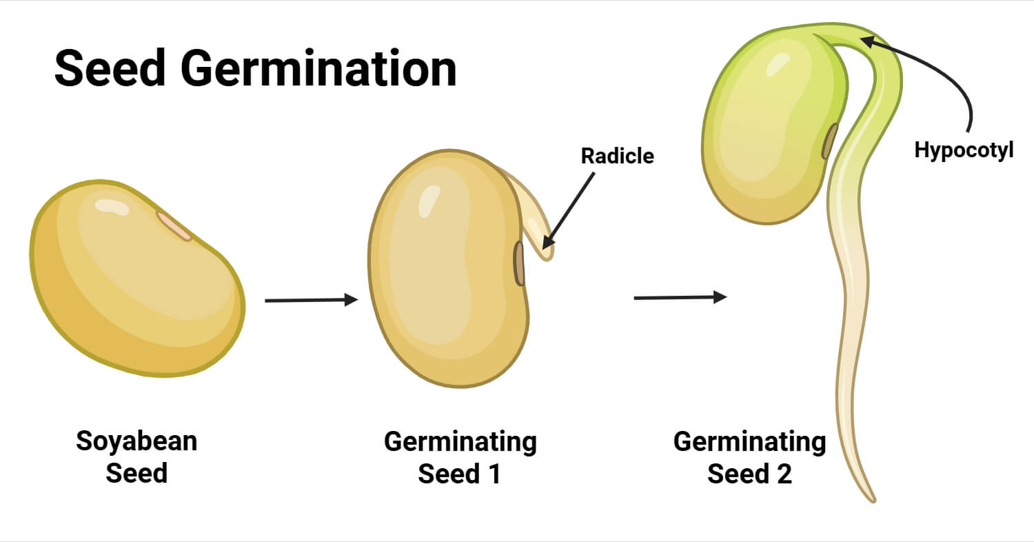 Seed Germination Seed Germination