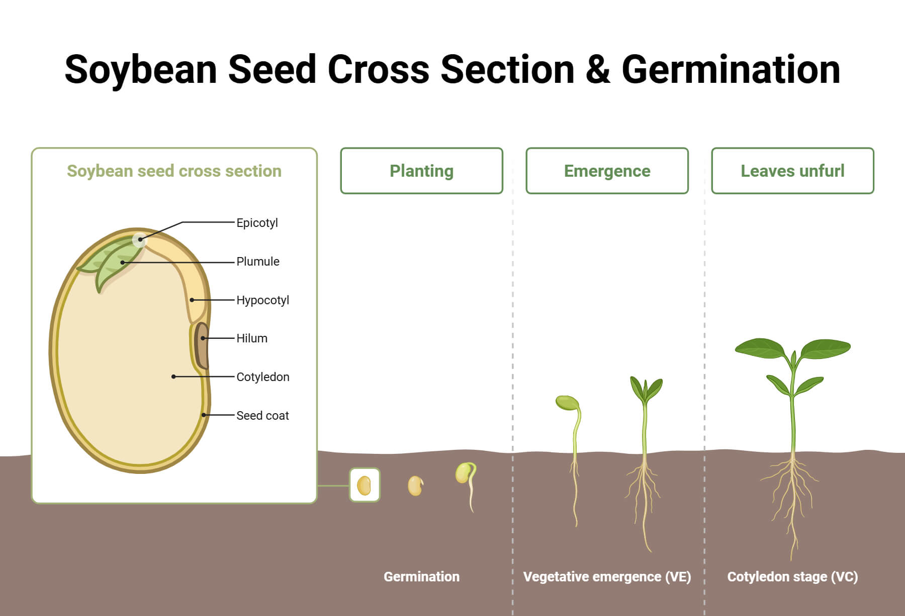 Soybean Seed Cross Section Germination