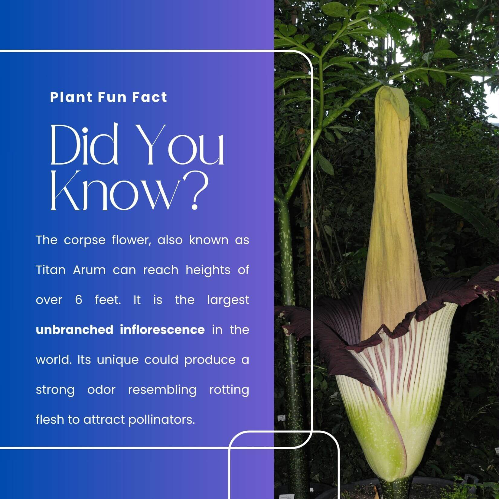 The World's Largest Inflorescence