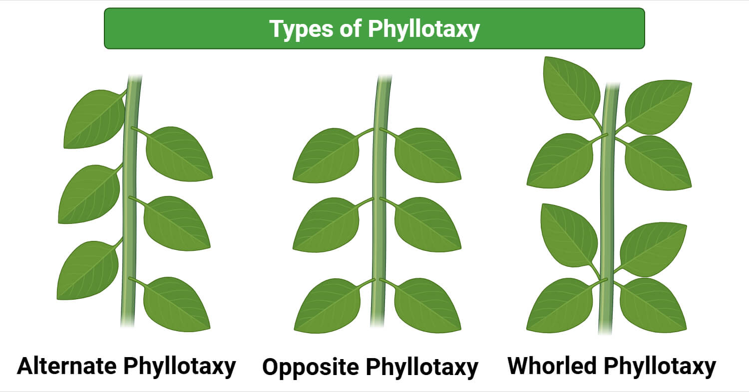 Types of Phyllotaxy